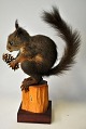 Udstoppet 
egern, Sciurus 
vulgaris, 20. 
årh. Danmark.