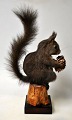 Udstoppet 
egern, Sciurus 
vulgaris, 20. 
årh. Danmark.