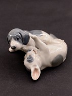 Royal Copenhagen pointer puppies 453
