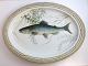 Royal 
Copenhagen. 
Fauna Danica, 
fisk. Ovalt ...