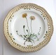 Royal Copenhagen. Flora Danica tallerken med gennemskåret bort. Diameter 25 cm. Model 3553. ( 1 sortering ). Hieracium pilosella L