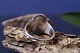 sub: 3