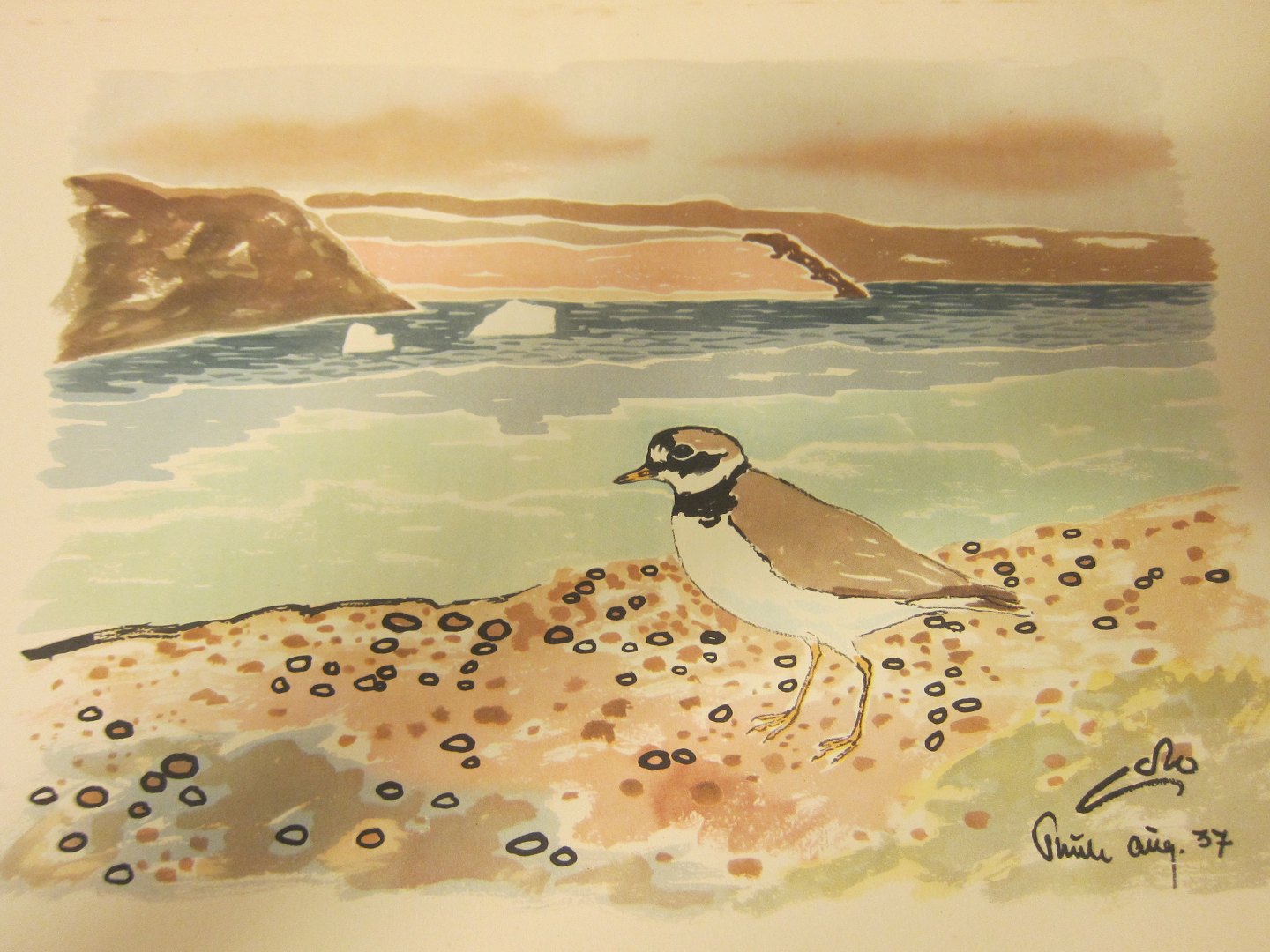 det sidste retfærdig pubertet ViKaLi - Grønlands Fugle, 3 bind * Mange, meget smukke og livagtige  illustrationer af den